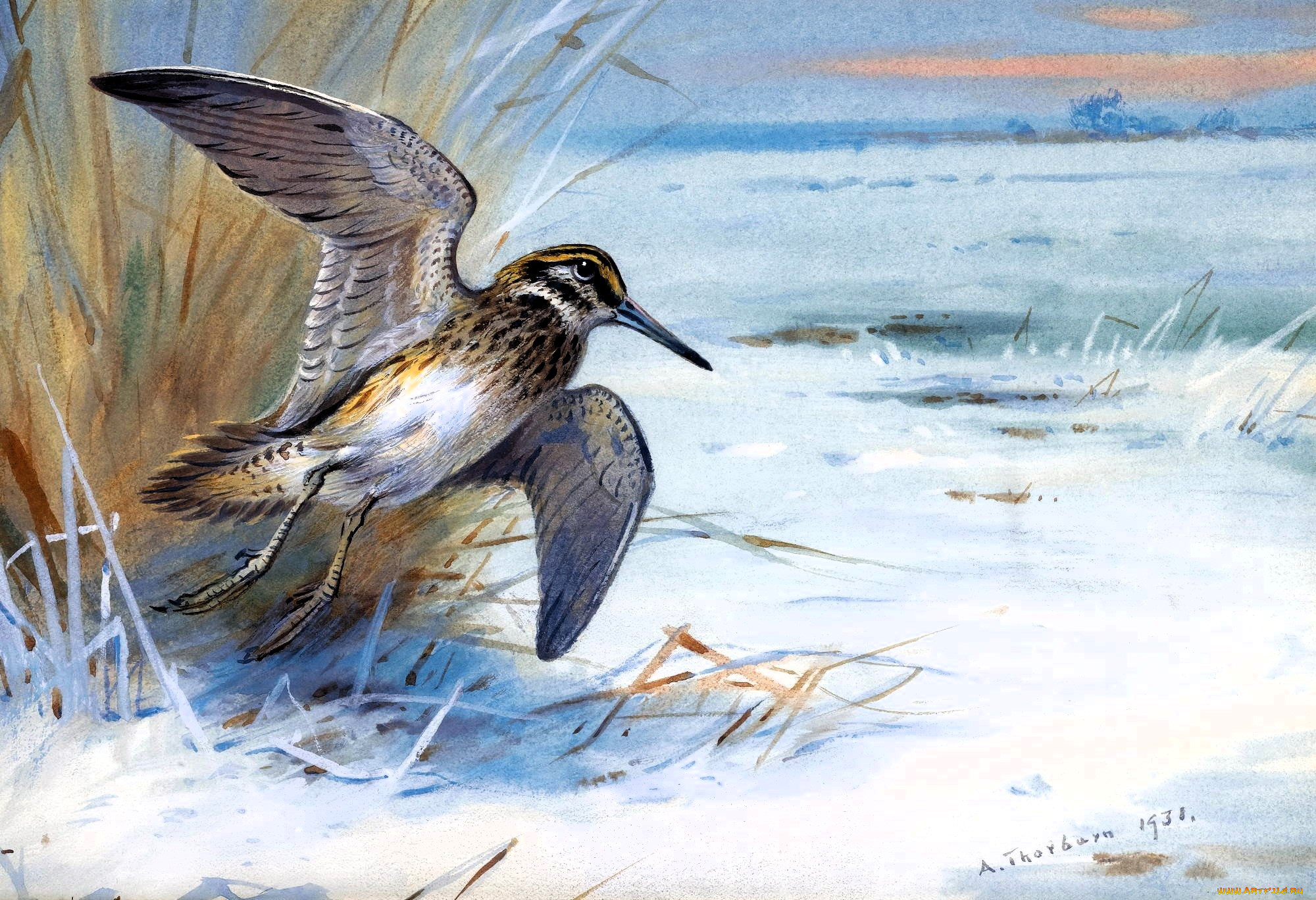 , archibald thorburn, , , , 
